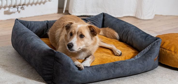 Les paniers pour chiens orthopédiques