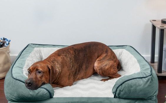 Les paniers pour chiens en matériaux écologiques